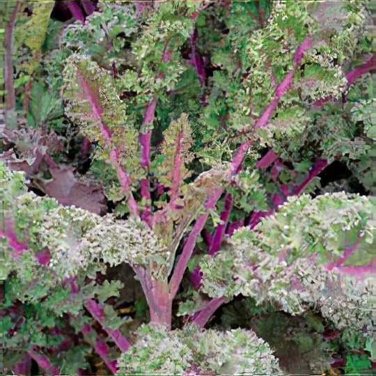 Brassica oleracea (Acephala Group) 'Redbor'