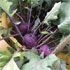 Brassica oleracea gongyloides 'Purple Danube'
