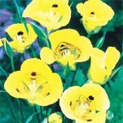 'Golden Orb' is a bulbous perennial with upright linear leaves and cup-shaped, golden yellow flowers with brown markings, held on slender branched stems in early summer. Calochortus luteus 'Golden Orb' added by Shoot)