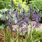  (21/02/2018) Camassia quamash 'Blue Melody' added by Shoot)
