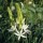 'Alba' is a clump-forming, bulbous perennial with strap-shaped leaves and spikes of white star-shaped flowers in summer. Camassia leichtlinii 'Alba' added by Shoot)