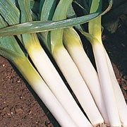 'Oarsman' is a vegetable with a thick, cylindrical white stalk, a slightly bulbous root end and many flat, dull dark green leaves in summer. It can be grown for baby leeks and stands up well to the cold winter wet. Allium ampeloprasum 'Oarsman' added by Shoot)