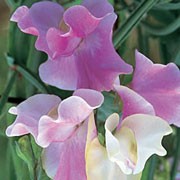 'Lively Lassie' is an annual that climbs with the use of tendrils. It has greyish-green leaves and in spring and summer it bears large, frilly, cream and pink flowers on long stems. Lathyrus odoratus 'Lively Lassie' added by Shoot)