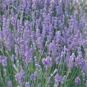 'Lavender Lady' is an evergreen shrub with narrow, Oregano-scented, silvery-grey foliage. It bears fragrant, violet-blue flowers on spikes from mid to late summer. Will flower in its first summer if sown early. Lavandula angustifolia 'Lavender Lady' added by Shoot)