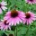 'Magnus' is an upright, clump-forming perennial with toothed, dark green leaves and large, purple-pink petals surrounding a dark orange cone in midsummer to mid-autumn.
 Echinacea purpurea 'Magnus' added by Shoot)