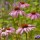 Echinacea purpurea 'Magnus' and Verbena bonariensis 'Lollipop' Added by Nicola
