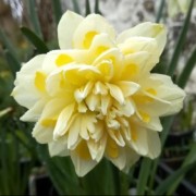  (31/08/2020) Narcissus 'Irene Copeland' added by Shoot)