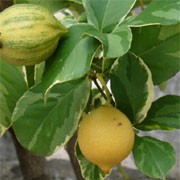 'Eureka' is an evergreen shrub with fragrant white flowers flushed red followed by rounded, large, thick-skinned yellow fruit in summer and autumn. Good winter hardiness. Citrus limon 'Eureka' added by Shoot)