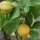 'Eureka' is an evergreen shrub with fragrant white flowers flushed red followed by rounded, large, thick-skinned yellow fruit in summer and autumn. Good winter hardiness. Citrus limon 'Eureka' added by Shoot)