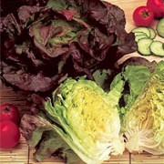 'Pandero' is a mini-Cos lettuce with crisp, red leaves that can be harvested, small or full size, from spring until autumn. Good Mildew resistance.  Lactuca sativa 'Pandero' added by Shoot)