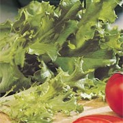 'Cancan' is a lettuce with frilly, green leaves that can be harvested from spring until autumn, or overwintered. Good Mildew resistance.  Lactuca sativa 'Cancan' added by Shoot)