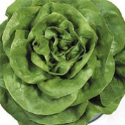 'Rosetta' is a lettuce producing red leaves over a long period that can be harvested from spring until autumn, or overwintered.  Lactuca sativa 'Rosetta' added by Shoot)