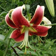 'Scheherazade' is an Orienpet (Oriental x Trumpet) hybrid lily with an upright, single, straight stem and green, lance-shaped leaves. In summer it has fragrant, gilt-edged, deep red flowers.  Lilium 'Scheherazade' added by Shoot)