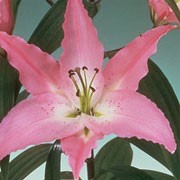 'Tiara' is a Trumpet hybrid lily with an upright, single, straight stem and green, lance-shaped leaves. In summer it has fragrant, pink flowers.  Lilium 'Tiara' added by Shoot)