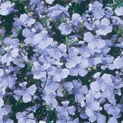 'Light Blue Basket' are spreading, trailing, low-growing annuals. They have small, dark-green leaves and a dense covering of light blue flowers in summer and autumn.  Lobelia erinus 'Light Blue Basket' added by Shoot)