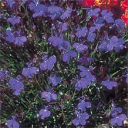 'Monsoon', a trailing form of 'Crystal Palace', is a spreading, trailing, low-growing annual. They have small, dark-green leaves that turn bronzy-green as the plants mature and a dense covering of deep-blue flowers in summer and autumn. Lobelia erinus pendula 'Monsoon' added by Shoot)