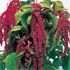 Amaranthus caudatus 'Crimson Tassels'