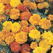 'Equinox' is a compact tender annual, with grey-green divided foliage and fully double flowers in a range of lemon, gold and orange shades throughout summer. Tagetes erecta 'Equinox' added by Shoot)