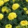 'Lemon Supreme' is a compact tender annual, with grey-green divided foliage and lemon-lime coloured flowers  throughout summer. Tagetes erecta 'Lemon Supreme' added by Shoot)