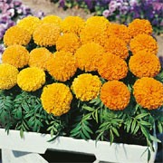 'Sumo' Mix is a compact tender annual, with grey-green divided foliage and yellow, gold and orange coloured flowers throughout summer. Tagetes erecta 'Sumo' added by Shoot)