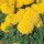 'Yellow Galore' F1 is a compact tender annual, with grey-green divided foliage and canary-yellow flowers throughout summer. Tagetes erecta 'Yellow Galore' added by Shoot)