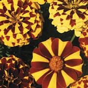 'Bo Jangles' is a compact annual, with green divided foliage and large, bicoloured black and yellow dome flowers throughout summer. Weather tolerant and resistant to most pests and diseases. Tagetes patula 'Bo Jangles' added by Shoot)