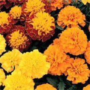 'Boy-O-Boy' Mix is a compact, dwarf, annual with green divided foliage and double golden yellow, bright yellow and mahogany/gold dome flowers throughout summer.  Tagetes patula 'Boy-O-Boy' added by Shoot)