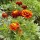 Tagetes patula  added by Shoot)