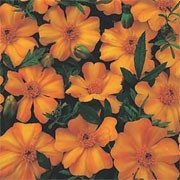 'La Bamba' is a compact annual with green divided foliage and single orange flowers, with a pale yellow central stripe, throughout summer.  Tagetes patula 'La Bamba'  added by Shoot)