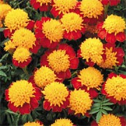 'Cat's Eyes' is a compact annual with green divided foliage and flowers crested yellow centres on red outer petals throughout summer.  Tagetes patula 'Cat's Eyes' added by Shoot)