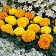 'Sunspot' Mix is a compact tender annual, with grey-green divided foliage and flowers in reds, yellows and oranges throughout summer. Tagetes erecta 'Sunspot' added by Shoot)