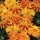 'Sunburst' Triploid F1 is a compact tender annual, with grey-green divided foliage and orange-yellow flowers in summer. Tagetes erecta 'Sunburst' added by Shoot)