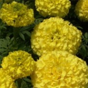 'Marvel Yellow', part of the 'Marvel' F1 Mix, is a compact tender annual, with grey-green divided foliage and yellow flowers in summer. Tagetes erecta 'Marvel Yellow' added by Shoot)