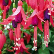 'Aloha' is a small, trailing, deciduous shrub with dark green leaves and single, deep pink and purple flowers blooming from early summer to mid-autumn. This cultivar is early-flowering and heat tolerant. Fuchsia 'Aloha' added by Shoot)