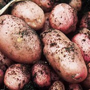 'Maxine' is a compact perennial forming branching stems with compound leaves, and heavy crops of oval tubers with pink skin that can be harvested in summer.
 Solanum tuberosum 'Maxine' added by Shoot)