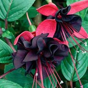 'Black Beauty' is a small, trailing, deciduous shrub with dark, blue-green leaves and large, double, purple-black and reddish-pink flowers blooming from midsummer to early autumn. Fuchsia 'Black Beauty' added by Shoot)
