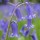 Hyacinthoides non-scripta added by Shoot)