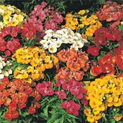 'Sundrops' Mix is a bushy annual with lance-shaped leaves and fragrant two-lipped flowers in a shades of gold, rose, red and white in summer.  Nemesia strumosa 'Sundrops' Mix added by Shoot)