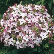 'Avalon Bright Pink' F1 is a biennial grown for its star-shaped, fragrant, bright pink, flowers that are produced from late summer to autumn. Nicotiana alata 'Avalon Bright Pink' added by Shoot)