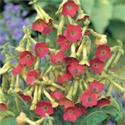 'Tinkerbell' is a biennial grown for its star-shaped, fragrant, rusty rose flowers with blue pollen and a lime green back, that are produced from late summer to autumn. Nicotiana x hybrida 'Tinkerbell' added by Shoot)