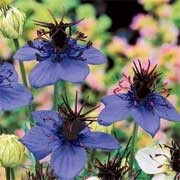 'Midnight Blue' is a tall annual producing masses of large, dark blue flowers with black seedpods for a short term in summer.
 Nigella damascena 'Midnight Blue' added by Shoot)