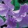 'Orchid' is a climbing annual with grey-green leaves and cream buds that open to large, fragrant, wavy pale-purple flowers that has dark purple veins and bloom from early summer to early autumn. Lathyrus odoratus 'Orchid' added by Shoot)