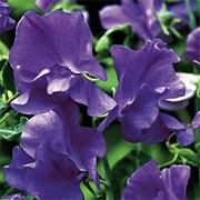 'Oxford Blue' is an annual climber that has greyish-green leaves and in late spring until late summer, bears fragrant, blue flowers that deepen to navy as they open. Lathyrus odoratus 'Oxford Blue' added by Shoot)