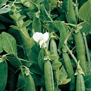 'Alderman' is a tall, climbing, perennial legume, often grown as an annual, forming small white flowers followed by bumber crops of long green pods with great flavour in summer. Pisum sativum 'Alderman' added by Shoot)