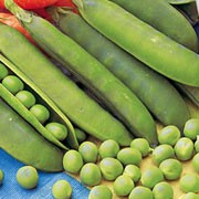 EARLY AND MAIN CROP VEGETABLES PEA ONWARD  360 SEEDS 