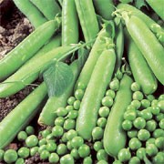 'Avola' is a climbing, perennial legume, often grown as an annual, forming small white flowers followed by long green pods, with up to 8 peas per pod, in summer. Moderate tolerance to Downy mildew.  Pisum sativum 'Avola' added by Shoot)