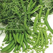 'Ceresa' is a dwarf, perennial, legume, often grown as an annual, forming a semi-bush with green leaves and small white flowers, followed by pods with up to 10 small peas per pod in summer. It is semi-leafless, making picking easier, plus its many tendrils make it almost self-supporting. Pisum sativum 'Ceresa' added by Shoot)