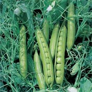 'Greensage', an early maincrop 'Greenshaft' type pea, is a perennial climbing legume, often grown as an annual, forming small white flowers followed by long, pointed pods containing up to 10 round, edible peas that are ready in late spring until the end of summer. It is semi-leafless for easy picking. Pisum sativum 'Greensage' added by Shoot)