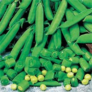'Sugarbon' is a perennial climbing legume, often grown as an annual, forming small white flowers followed by short, broad, flat tasty pods containing small, round, edible peas. A dwarf growing, heavy cropping, early maturing variety, ready for harvest two weeks earlier than Sugar snap peas. Fusarium resistant.  Pisum sativum 'Sugarbon' added by Shoot)