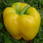 'Yellow Bell' F1 is an upright, sturdy spice plant with solitary flowers followed by medium-sized green fruit, borne around the main stem, in summer ripening to yellow in autumn.   Capsicum annuum 'Yellow Bell'  added by Shoot)